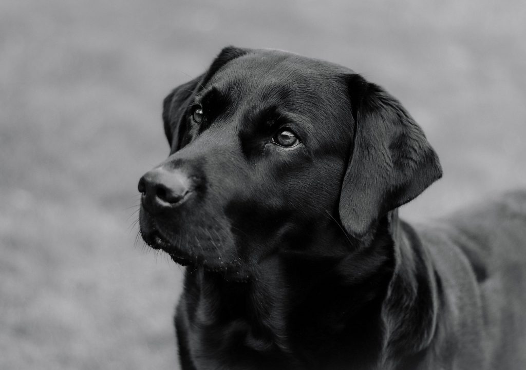 Nahaufnahme eines Labrador-Kopfs – Symbol für hundefreundlichen Urlaub im Landhotel Klaukenhof