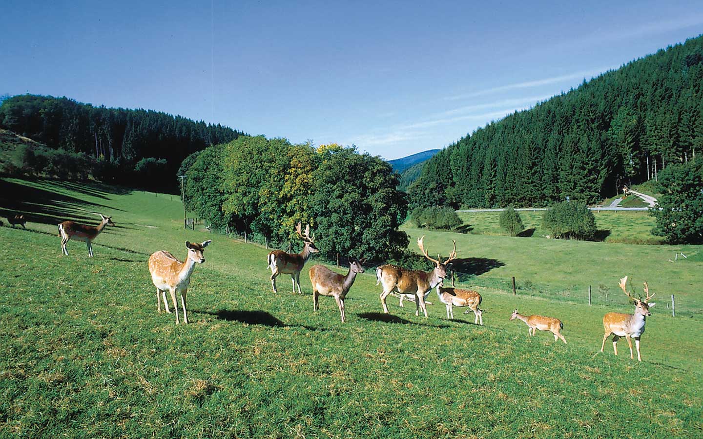 Mehrere Rehe auf einer Wiese – Wildbeobachtung rund um das Landhotel Klaukenhof