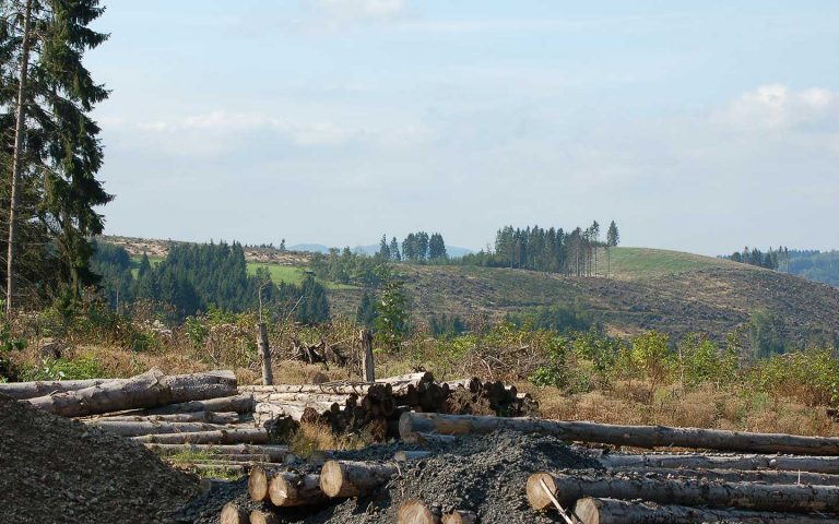 Kyrill-Erlebnispfad im Sauerland mit umgestürzten Bäumen und Infotafeln zur Sturmschadensgeschichte