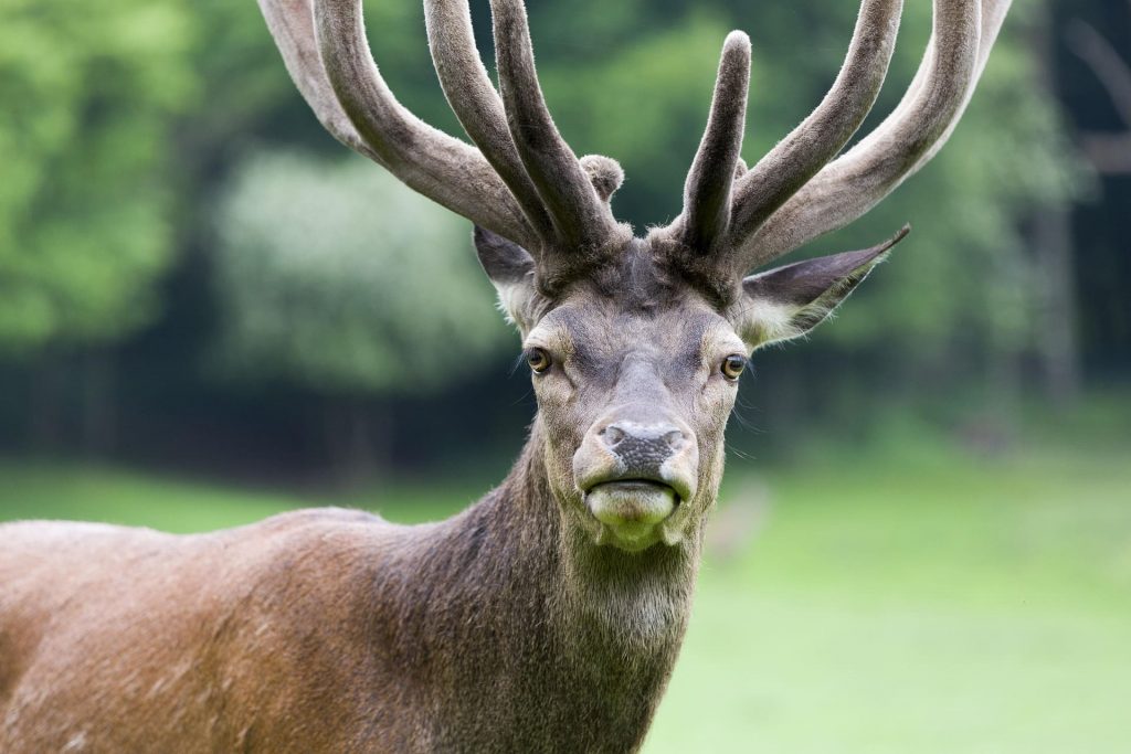 Ein Hirsch steht aufmerksam in einer lichten Waldfläche im Sauerland