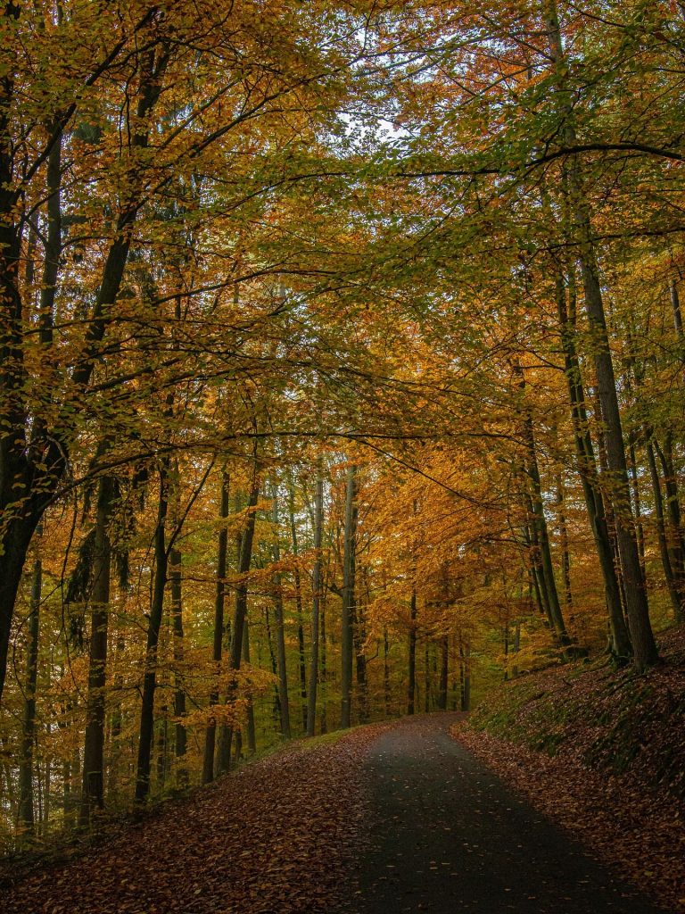 Waldweg durch einen Wald im Sauerland