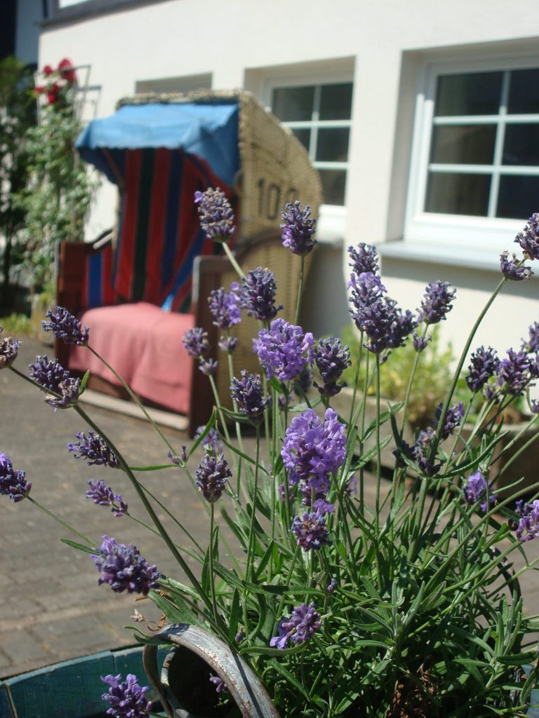 Strandkorb und Lavendel am Landhotel Klaukenhof – ein Ort zum Entspannen im Grünen.