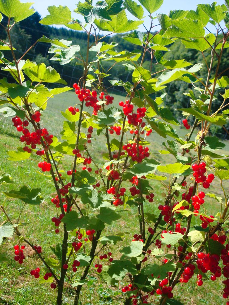 Sträucher in Andrea's Garten