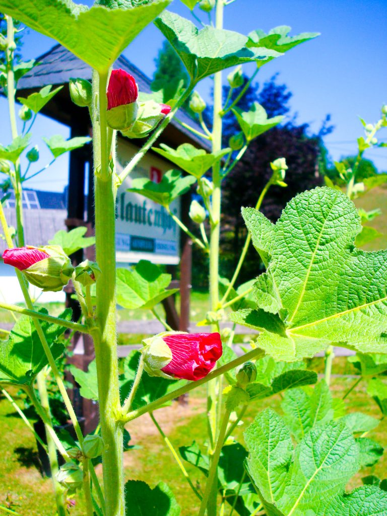 Farbenfrohe Blumen im Andreas Garten beim Klaukenhof – ein Paradies für Insekten und Gäste.