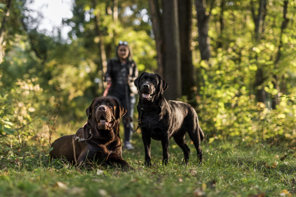 Zwei Labradore – schwarz und braun – zusammen mit ihrem Halter im Wald