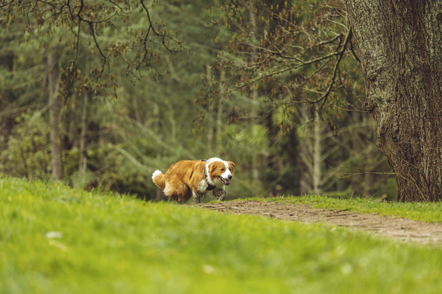 Hund läuft energiegeladen durch den Wald beim Mid-Week-Training im Sauerland am Landhotel Klaukenhof