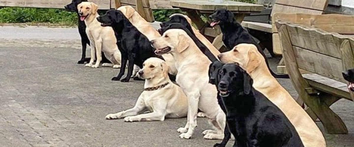 hunde-in-einer-reihe-training-klaukenhof hunde-in-einer-reihe-training-klaukenhof