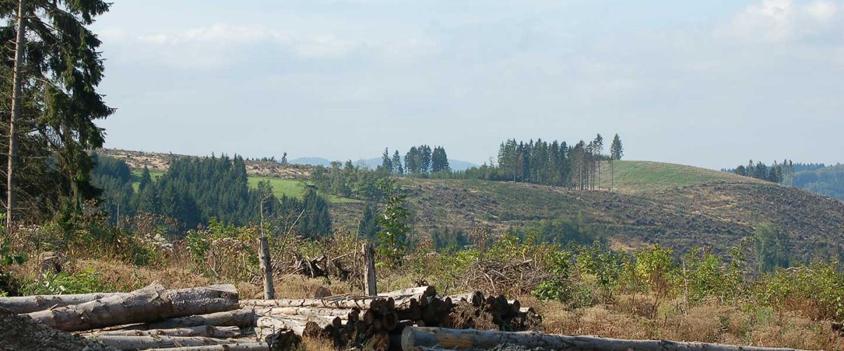 Kyrill-Erlebnispfad im Sauerland mit umgestürzten Bäumen und Infotafeln zur Sturmschadensgeschichte