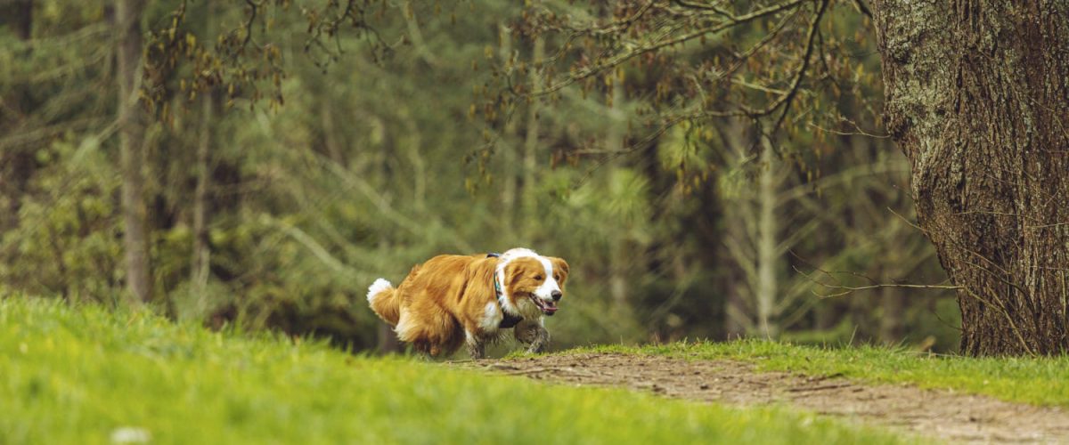 Mid-Week Hundetraining im Sauerland – Landhotel Klaukenhof Hund läuft energiegeladen durch den Wald beim Mid-Week-Training im Sauerland am Landhotel Klaukenhof