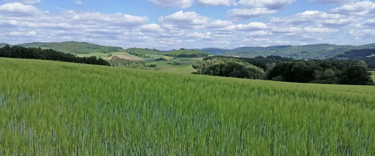 umgebung-wiese-sauerland-hotel-klaukenhof
